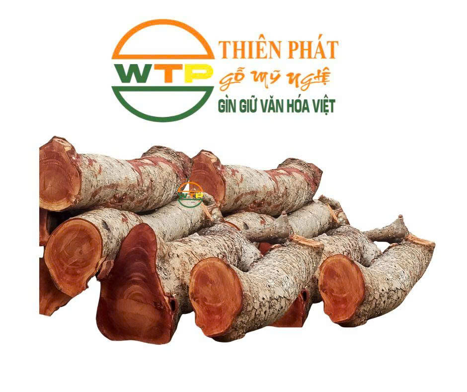 Gỗ xà cừ được khai thác từ cây xà cừ, một loài cây thân gỗ lớn có nguồn gốc từ châu Phi